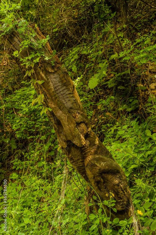 Obraz premium Remains of old totem pole