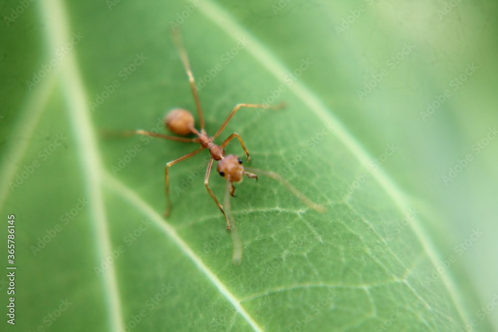 Fototapeta premium ant on leaf