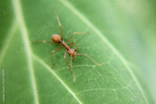 ant on leaf © D with SLR
