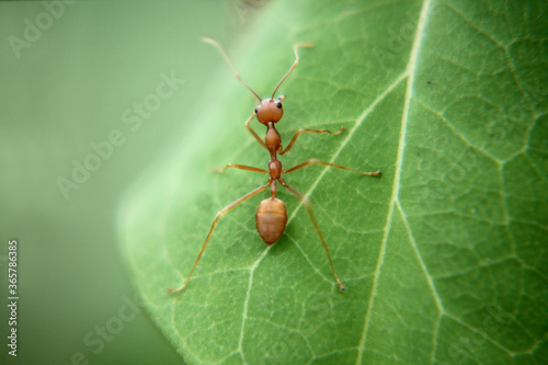 ant on green leaf