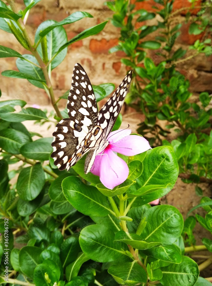 butterfly on flower