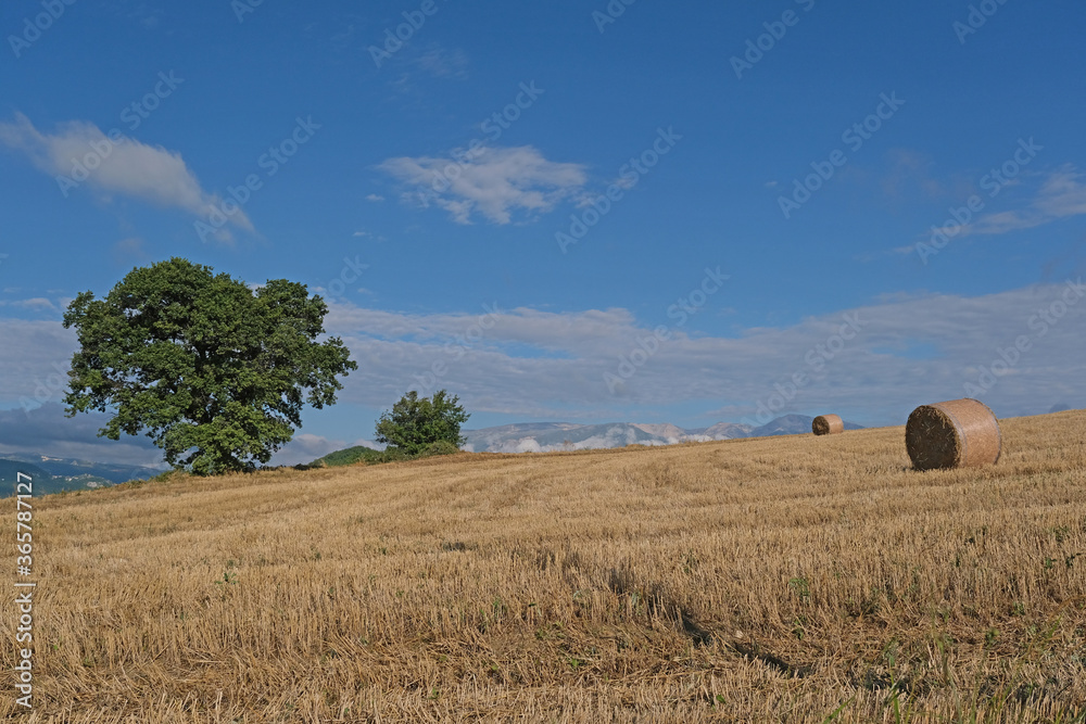 Campo di grano tagliato con balle di paglia con albero sullo sfondo della Maiella in abruzzo
