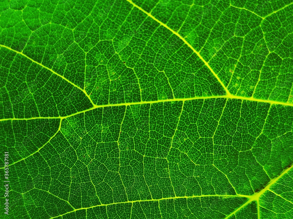 green leaf close up. The texture is ecological. Nature background. Blank for the designer. Grape leaves green leaf close up. The texture is ecological. Nature background. Blank for the designer. Grape leaves