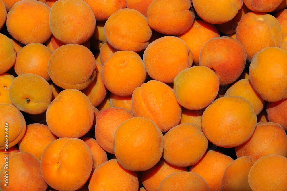 ripe apricot fruits under the summer sun