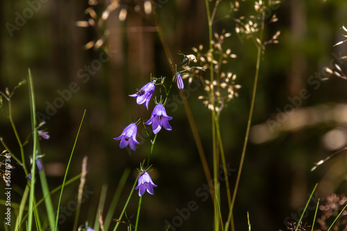 dainty, fragile plants sway in the wind against a blurry background