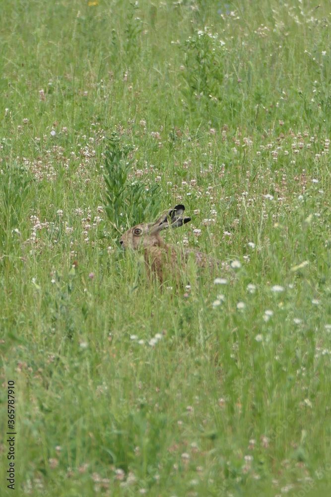 Hase im Feld Hase im Feld