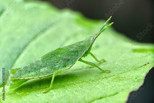Grasshopper grass (Atractomorpha crenulata) - close up detail of a small green grasshopper photo