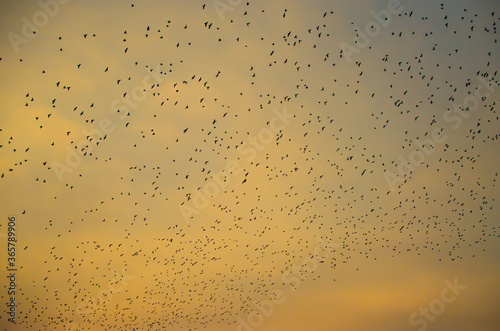 Flock of birds in sky during Sunrise and Sunset