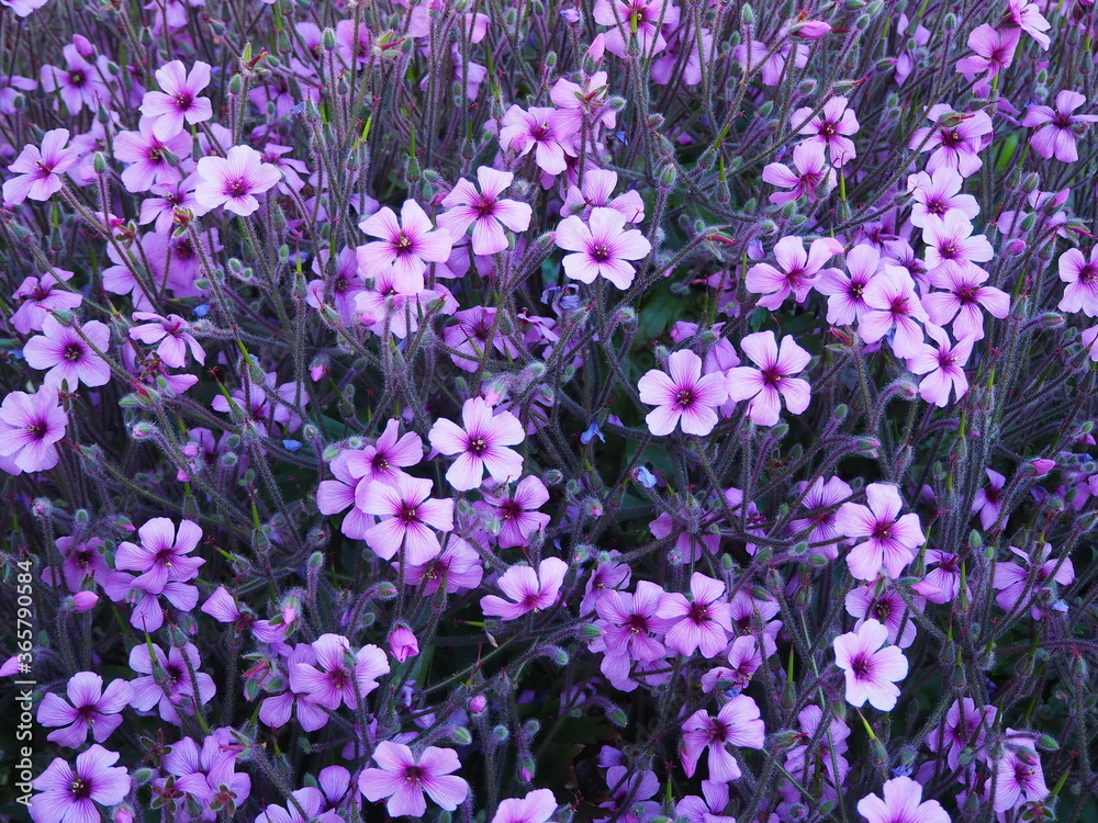 Fototapeta premium purple and violet flowers in the garden of london