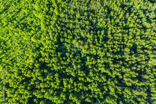 Aerial top view of summer green trees in forest.