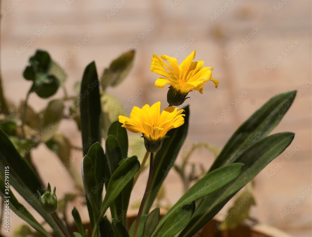 yellow daffodils in a garden yellow daffodils in a garden