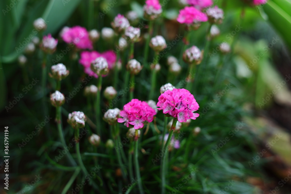 pink flowers in the garden pink flowers in the garden