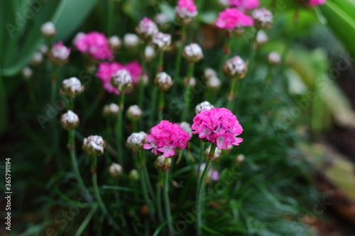 pink flowers in the garden