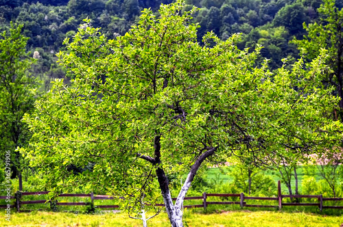 Fototapeta Naklejka Na Ścianę i Meble -  Apple tree in orchard at spring time, country side scene. 
