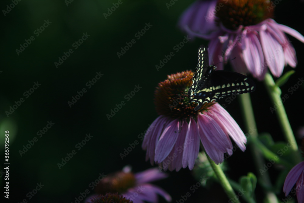Robinglow flower and black swallowtail butterfly