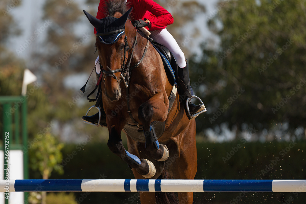 Jockey on her horse leaping over a hurdle, jumping over hurdle on competition