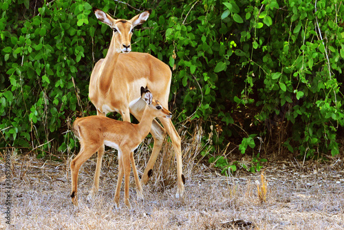 Antilopen im Gorongosa Nationalpark in Mosambik 