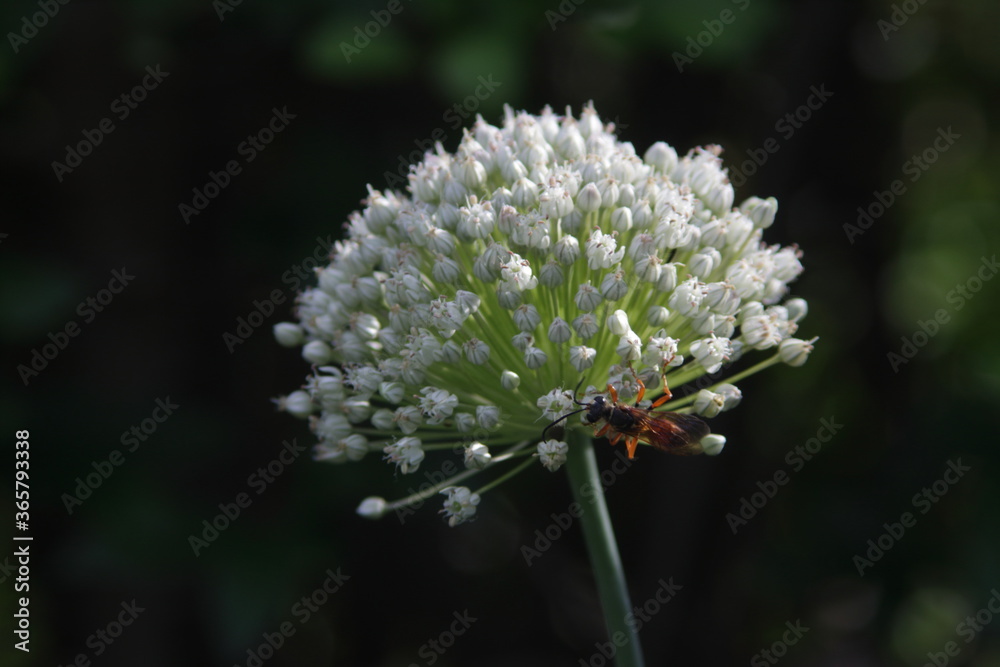 great golden digger wasp on prennials flower great golden digger wasp on prennials flower
