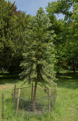 Spring Growth and Cones of a Wollemi Pine Tree (Wollemia nobilis) in a Garden in Rural Somerset, England, UK