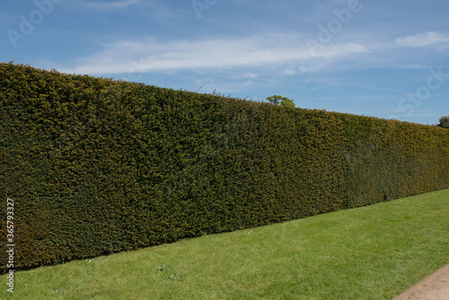 Traditional Old Yew Hedge (Taxus baccata) in a Garden in Rural Somerset, England, UK photo