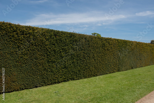 Traditional Old Yew Hedge (Taxus baccata) in a Garden in Rural Somerset, England, UK