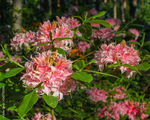 Beautiful, pink, blooming rhododendron bush.