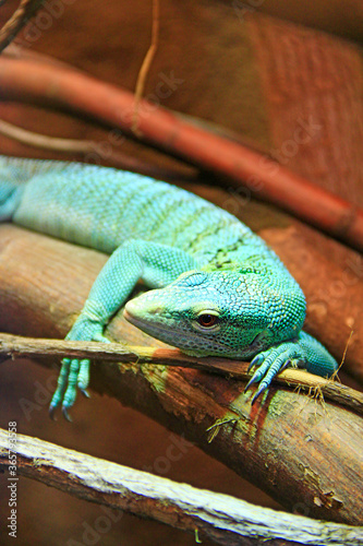 green lizard lying on wooden branch in zoo