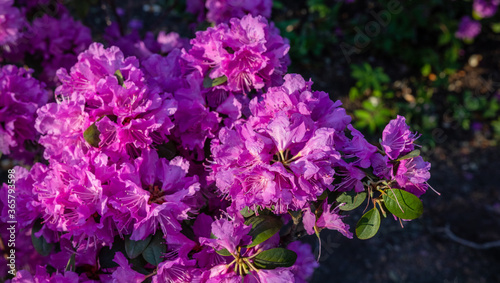 Rhododendron pink flower blooming on day light in the garden. Pink, purple Rhododendron flower. Rhododendron flower pattern. Blurred backgrround.