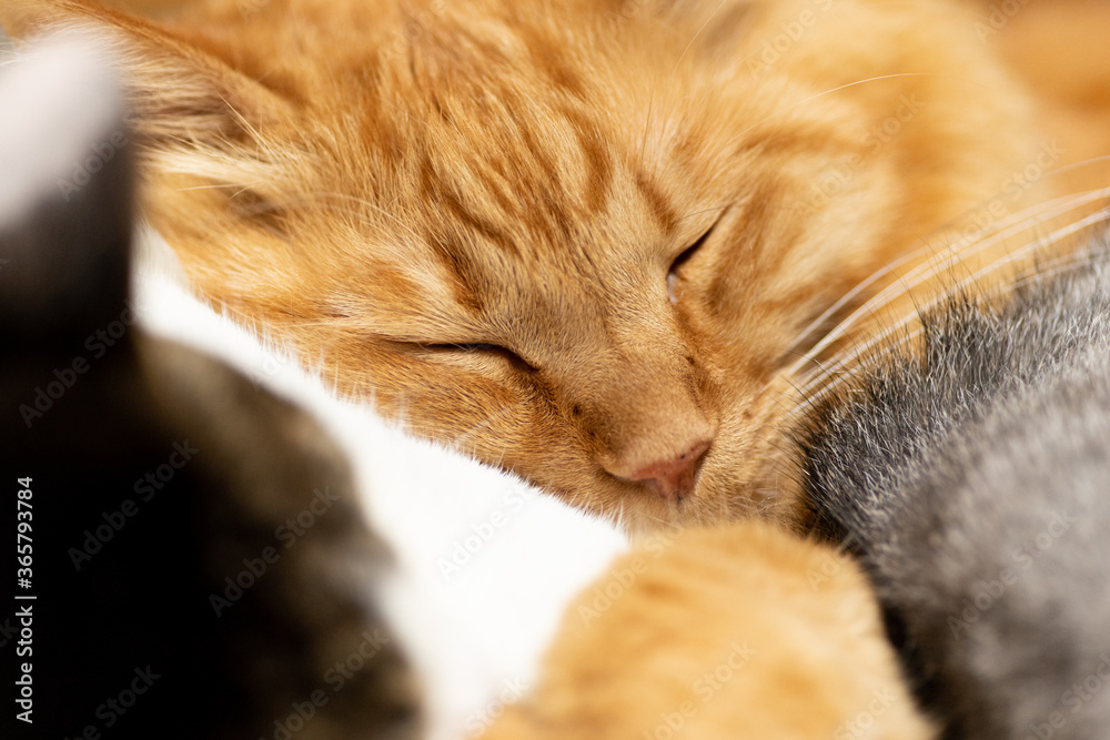 可愛い寝顔　　茶トラ猫