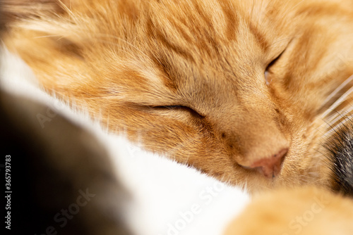 可愛い寝顔 茶トラ猫