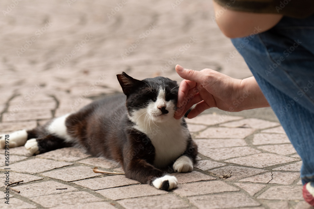 人と猫　　白黒猫