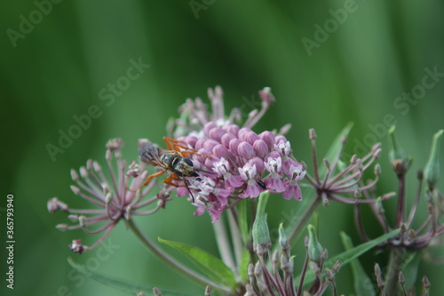 great golden digger wasp on flower