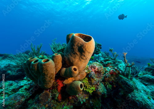 
Underwater world. Sea sponge (Porifera) multicellular animal of the Caribbean Sea. photo