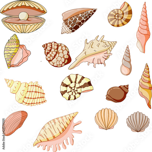 set of beautiful seashells vector illustration isolated on white background