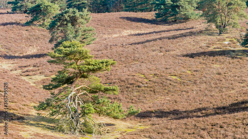 Pine trees with a strange shape among the dry heather that is interspersed with grasses and shrubs, sunny day in Brunssummerheide in South Limburg, Netherlands Holland photo