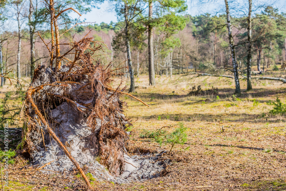 Exposed roots with sand between the roots of a fallen tree in the middle of the forest with trees in the background, sunny day in Brunssummerheide, South Limburg, the Netherlands