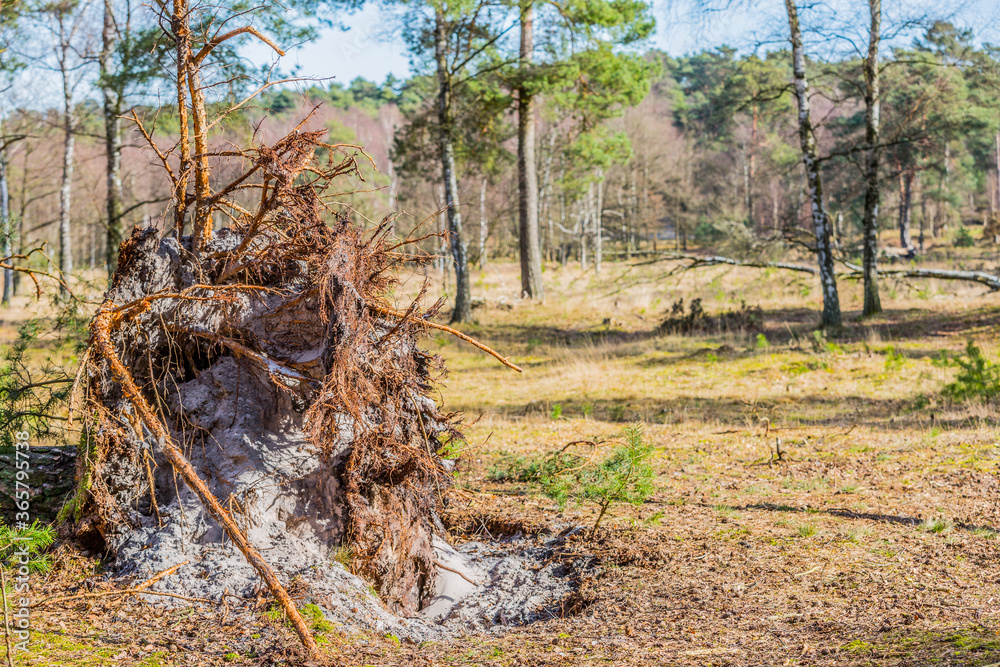 Exposed roots with sand between the roots of a fallen tree in the middle of the forest with trees in the background, sunny day in Brunssummerheide, South Limburg, the Netherlands Exposed roots with sand between the roots of a fallen tree in the middle of the forest with trees in the background, sunny day in Brunssummerheide, South Limburg, the Netherlands