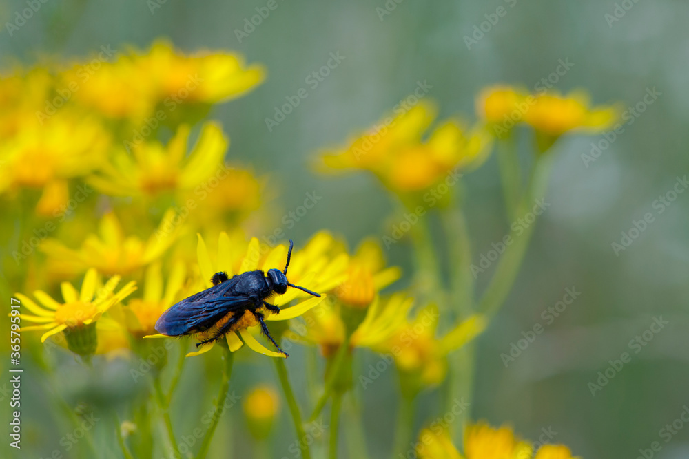big black wasp sitting on yellow flowers
big black wasp sitting on yellow flowers
