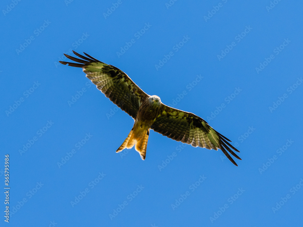 Obraz premium red kite on the hunt