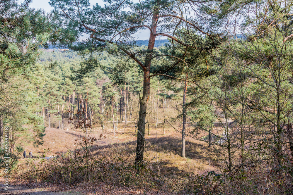 Wooded landscape with pine trees among the dry heather in the Brunssummerheide forest, sunny day of with the sun between the trees with a little shade in South Limburg, Netherlands Holland