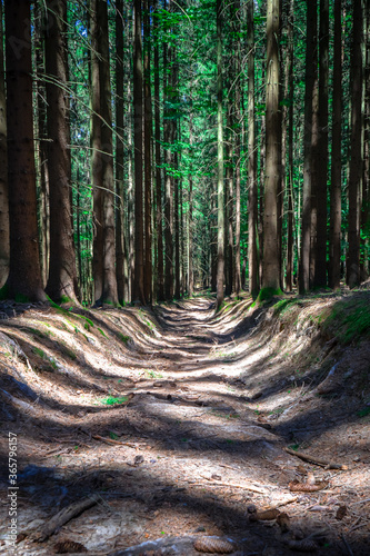 Hohlweg in einem Waldstück bei Stallwang im bayerischen Wald