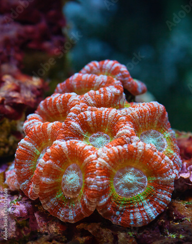 Acanthastrea - one of representatives of hard corals.
