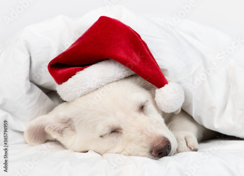 Puppy wearing red santa's hat lies under blanket on a bed at home