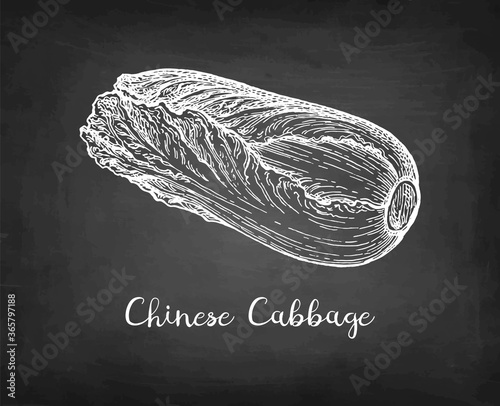 Chalk sketch of napa or Chinese cabbage.