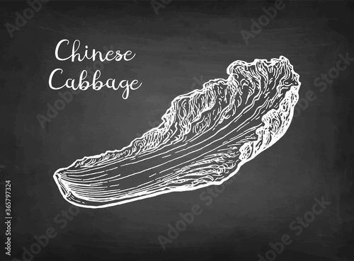 Chalk sketch of napa or Chinese cabbage.