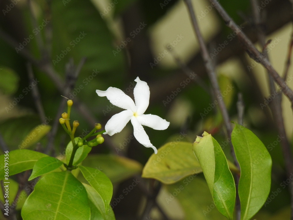 White Flower White Flower