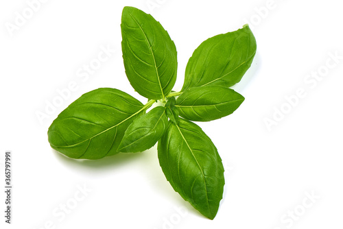 Fresh Green Basil Leaves Herb Spice, closeup, isolated on a white background. Top view