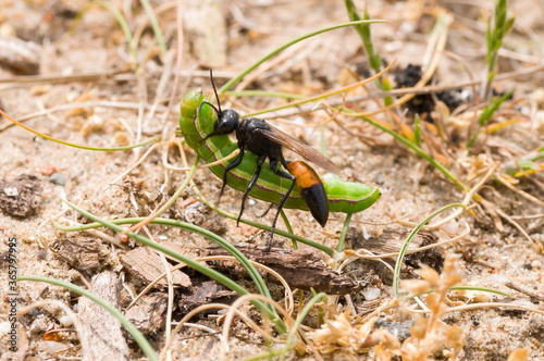 Aardrupsendoder - Podalonia spec. photo
