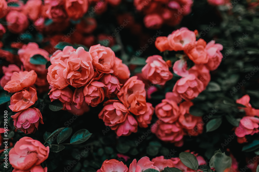 Fototapeta Piękna różowa róża kwitnąca na krzaku w ogrodzie