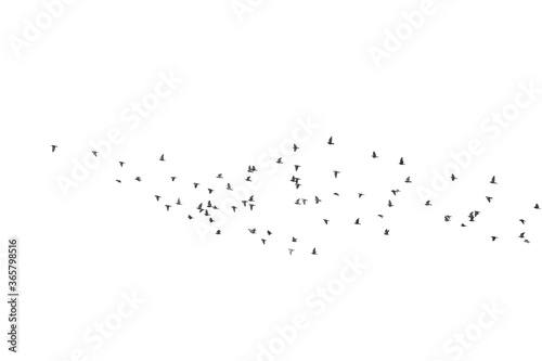 Flocks of flying pigeons isolated on white background. Clipping path. 